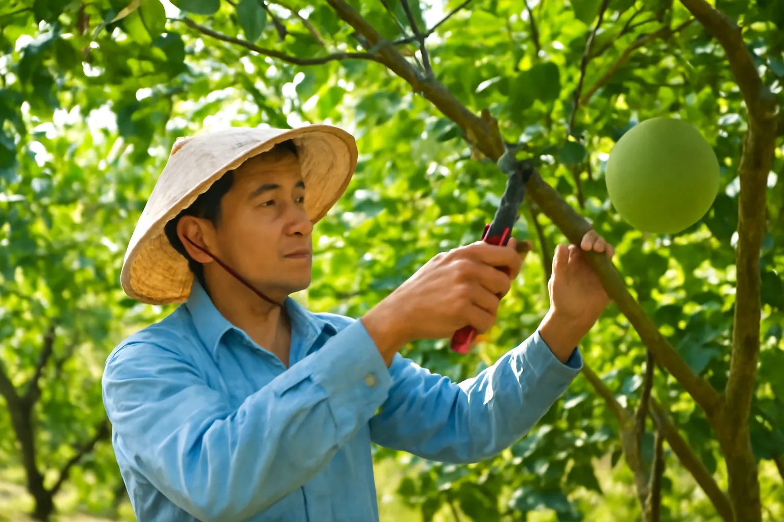 Người làm vườn dùng kéo cắt cành tỉa bớt cành trong tán cây bưởi